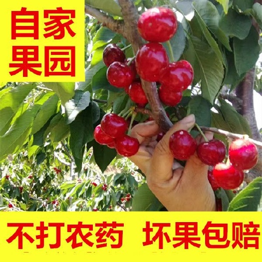 烟台 烟台大樱桃一件代发3斤5斤包售后