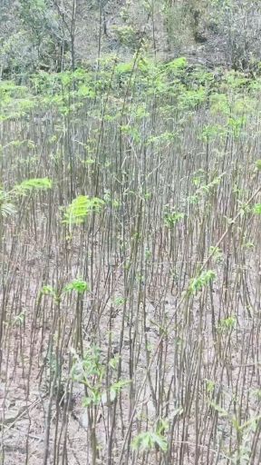 凤凰木 苗木基地，三证一签齐全，质量有保障