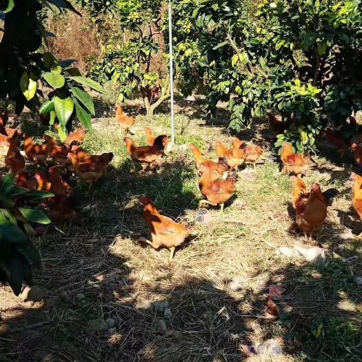 上杭县 散养番鸭，肉甜味美