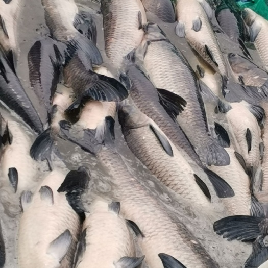 苏州乌青鱼  青鱼黑皖