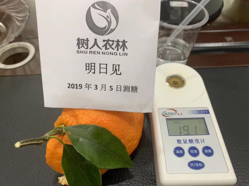 明日见柑橘苗明日见杯苗签订合同纯度品质保障顺丰包邮