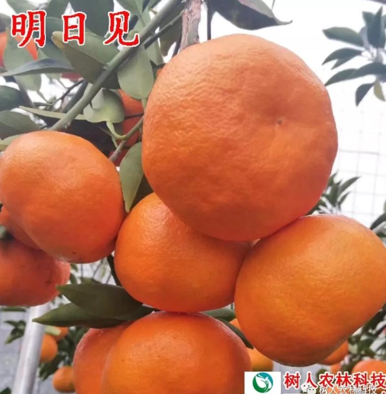 明日见柑橘苗明日见杯苗签订合同纯度品质保障顺丰包邮