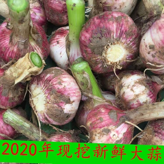中牟县 大蒜河南杞县新蒜大个头辛辣饱满