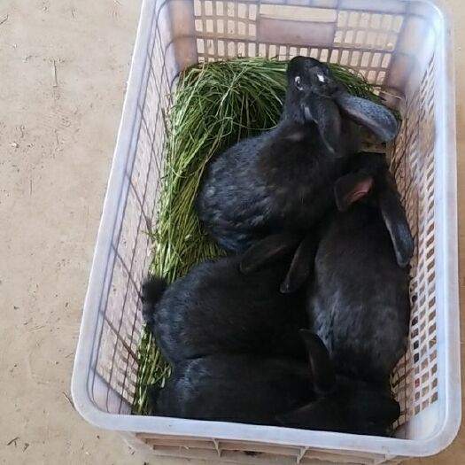 万载县用荒废的田地。种黑兔喜欢吃的麦草。养出肥肥胖胖的生态黑兔。