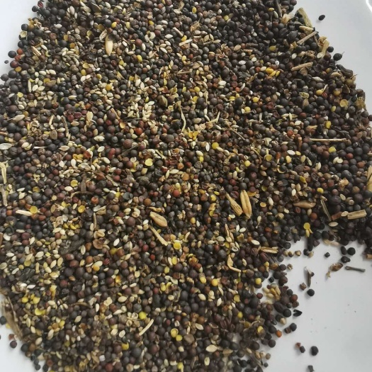 牙克石市油菜籽 油菜碎粒