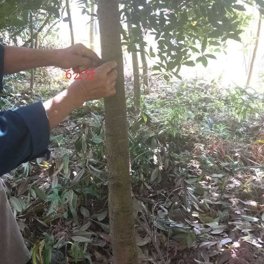 崇州市四季桂 6-20的都有