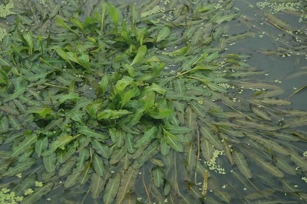安新县马来眼子菜 眼子菜