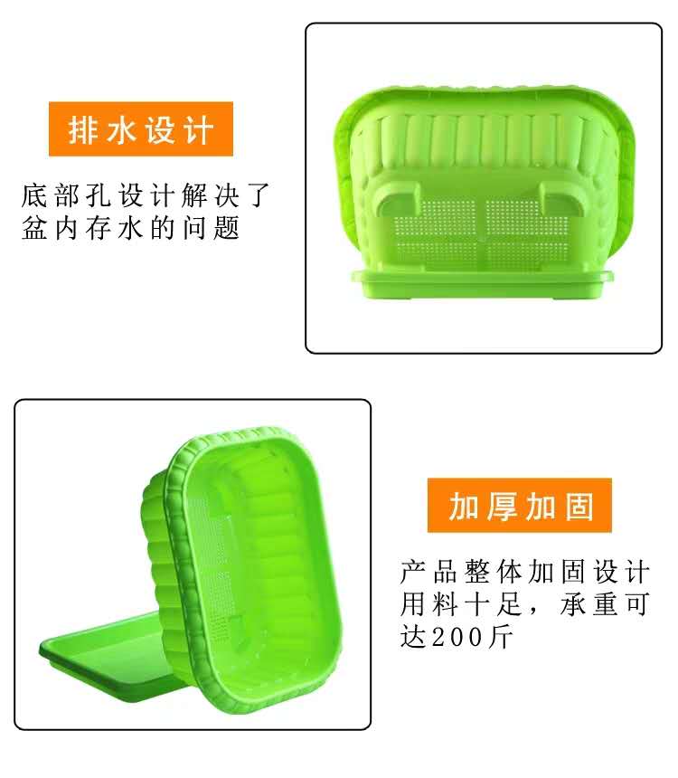 景观盆栽 养心菜盆栽，高钙菜盆栽，包邮到家