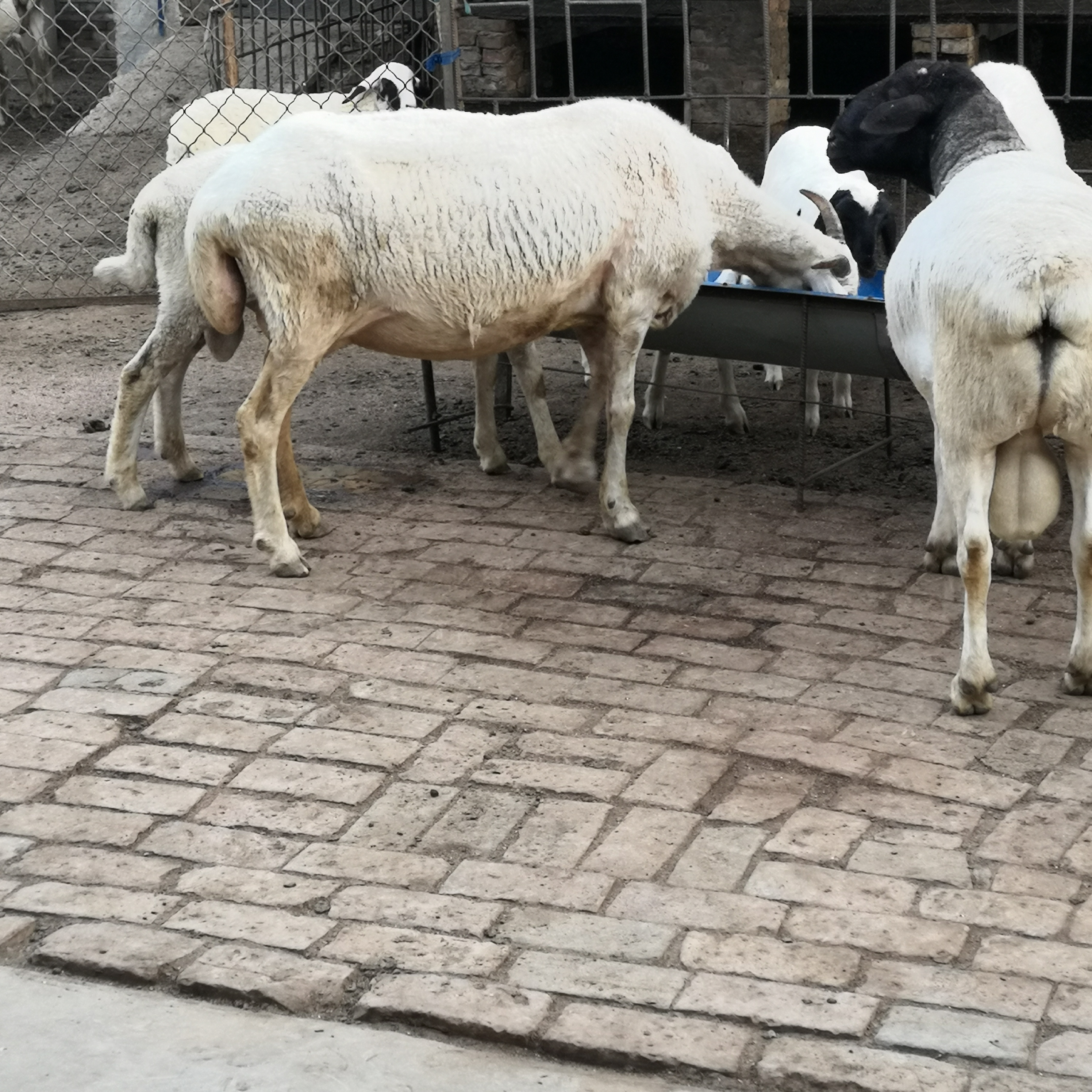 安国市 自家放养绵羊，不为饲料