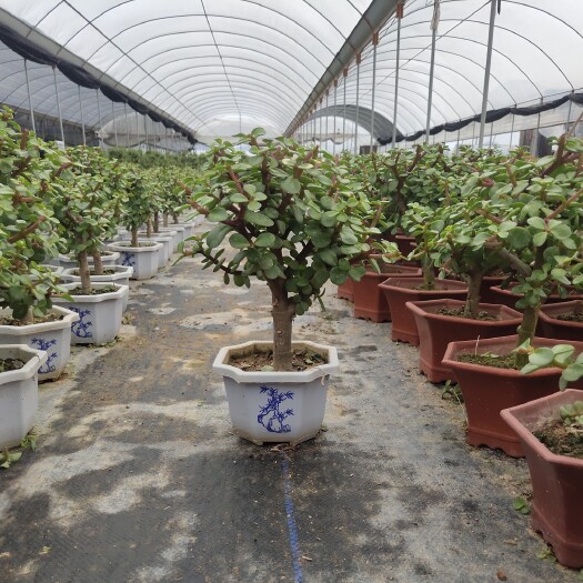 漳州金枝玉叶多肉 【老桩销冠】金枝玉叶老桩盆景，单杆盆栽，基地供货，欢迎参观