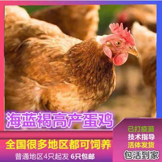 南宁 鸡苗，海兰褐蛋鸡苗，品种优，质量保证