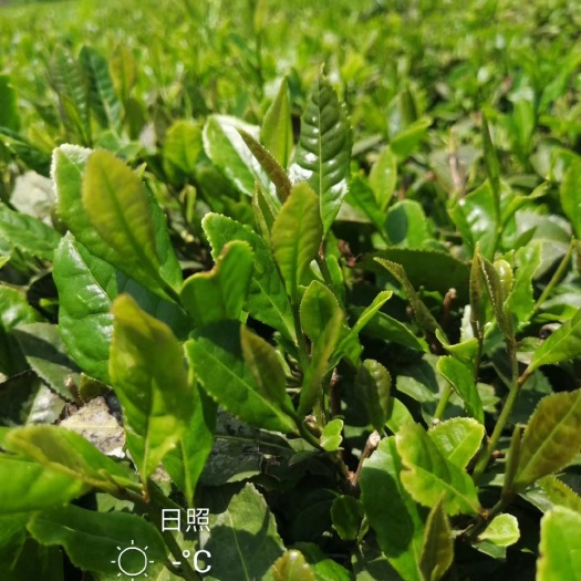 日照 日照绿茶  实惠香醇