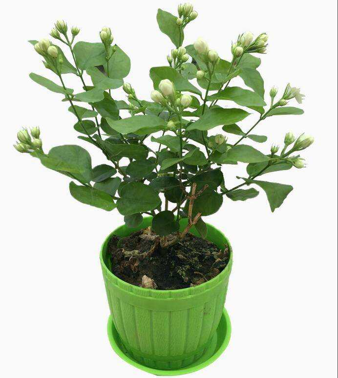 茉莉花苗 茉莉花