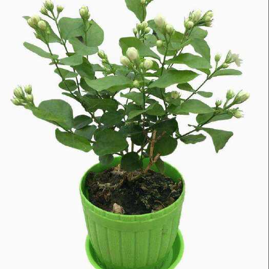 宿迁茉莉花苗 茉莉花
