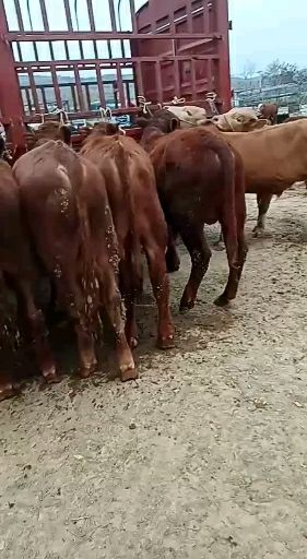 肉牛   甘肃牛羊骡马交易市场代办