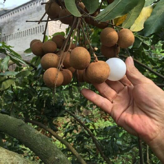  水南一号龙眠苗，果子特大，果肉特甜