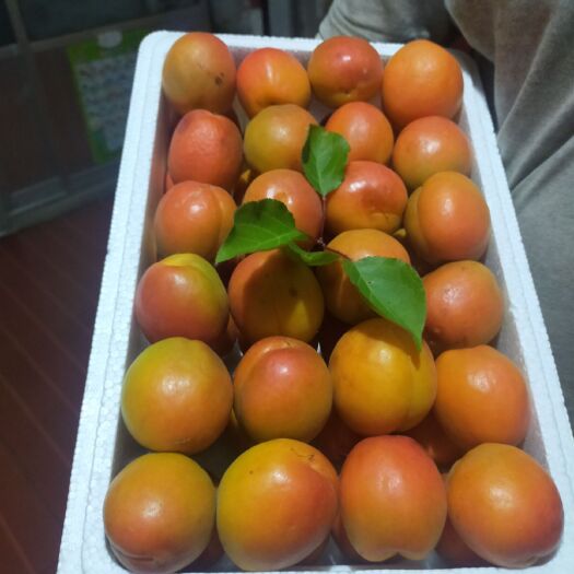 新泰市 各种品种金太阳杏成熟了，可加工，市场，代办，一件代发