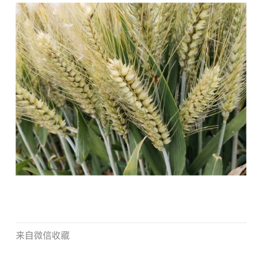 小麦种子