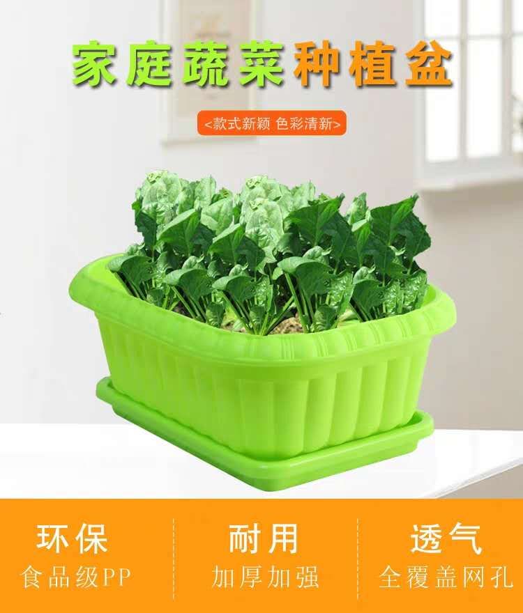 景观盆栽 养心菜盆栽，高钙菜盆栽，包邮到家