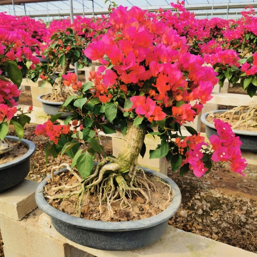 漳州 同安红三角梅 四季开花 盆景