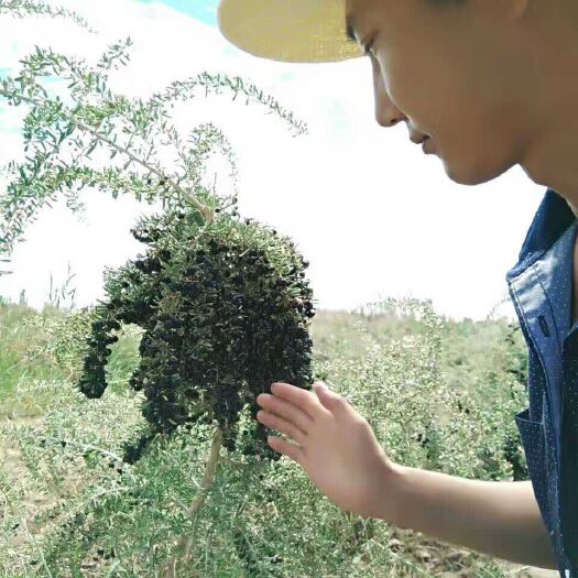 格尔木市黑枸杞 每年的现货都是自己亲力亲为，为大家准备最好的花花青素最多的黑