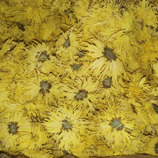 安国市金丝皇菊花茶 金丝皇菊