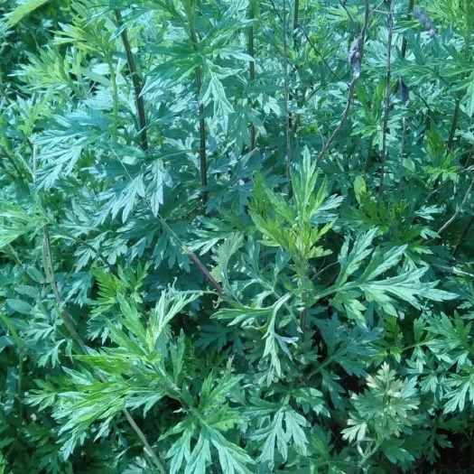 容县 艾草