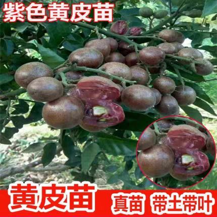 灵山县甜黄皮苗 紫肉黄皮苗