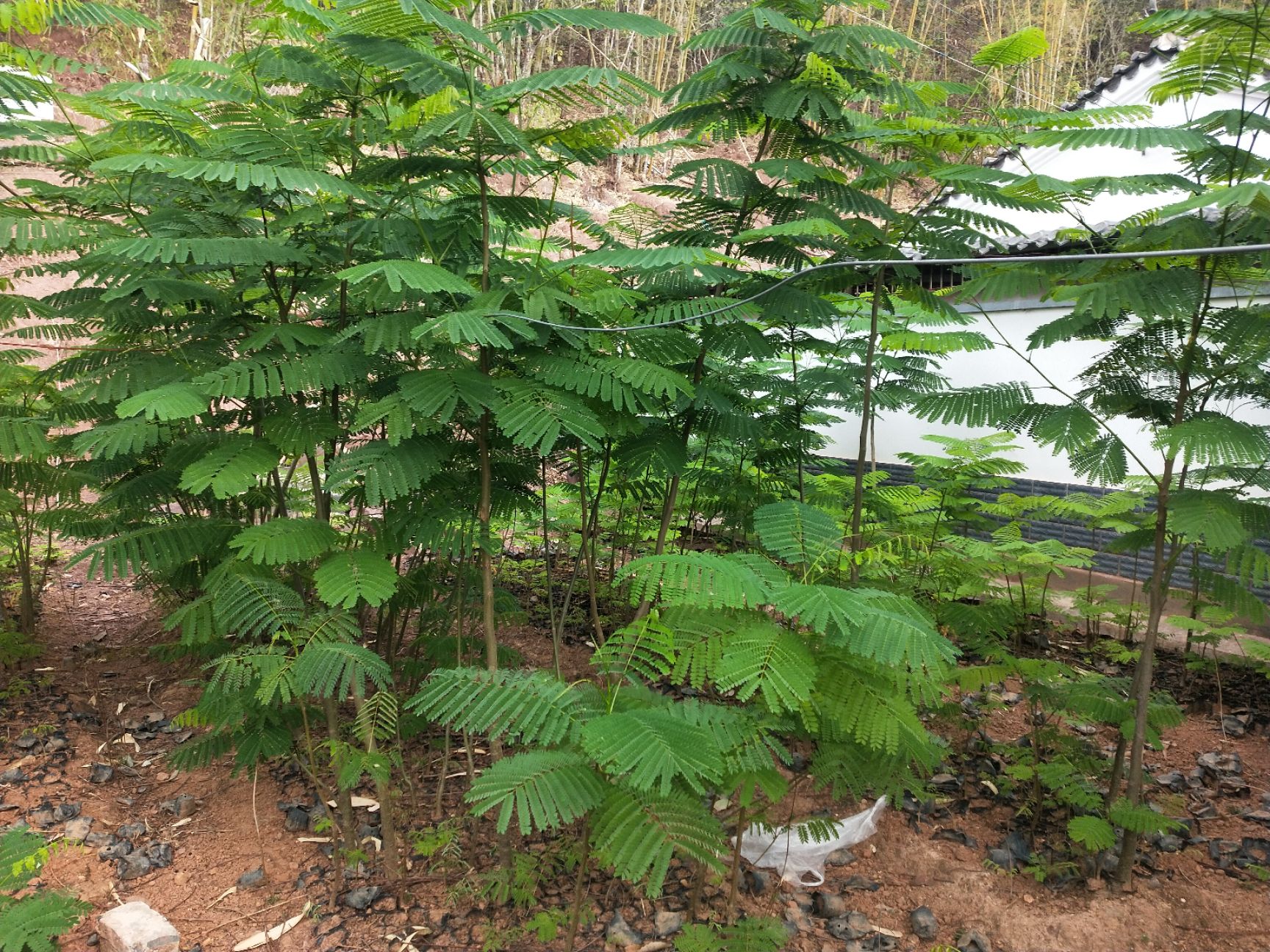 凤凰木 苗木基地，三证一签齐全，质量有保障