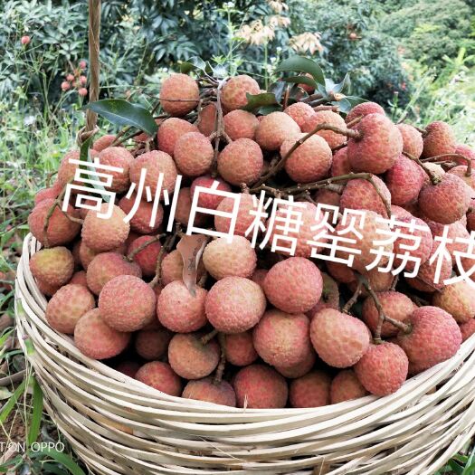 高州市 广东高州白糖罂荔枝，又叫中国红荔枝，净果5斤起/箱..