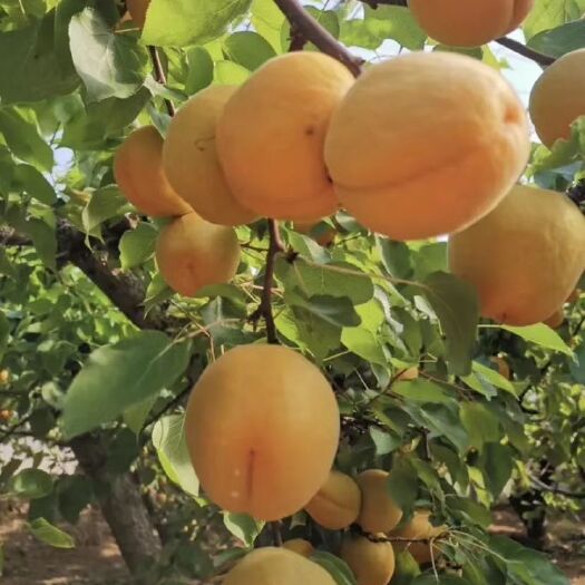 巨鹿县金太阳杏