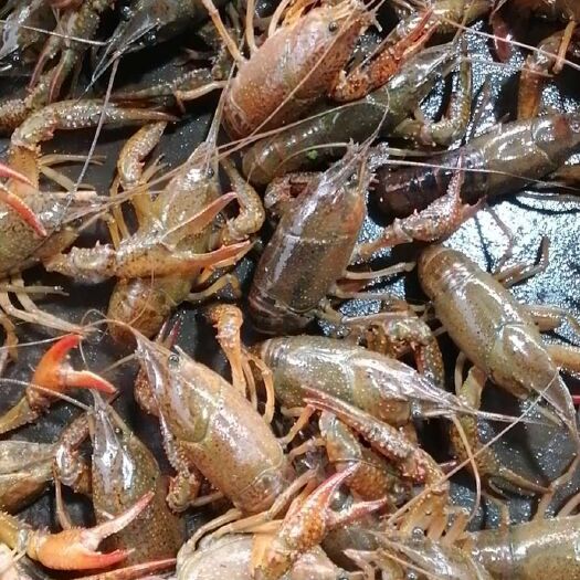 潜江市潜江小龙虾 小青2-4钱
