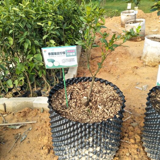 灵山县泰国粗皮柠檬皱皮柠檬苗丑柠檬果树苗嫁接苗煲汤材料盆栽柠檬树