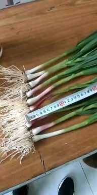 临洮县 红根蒜苗，高原菜，品质好
