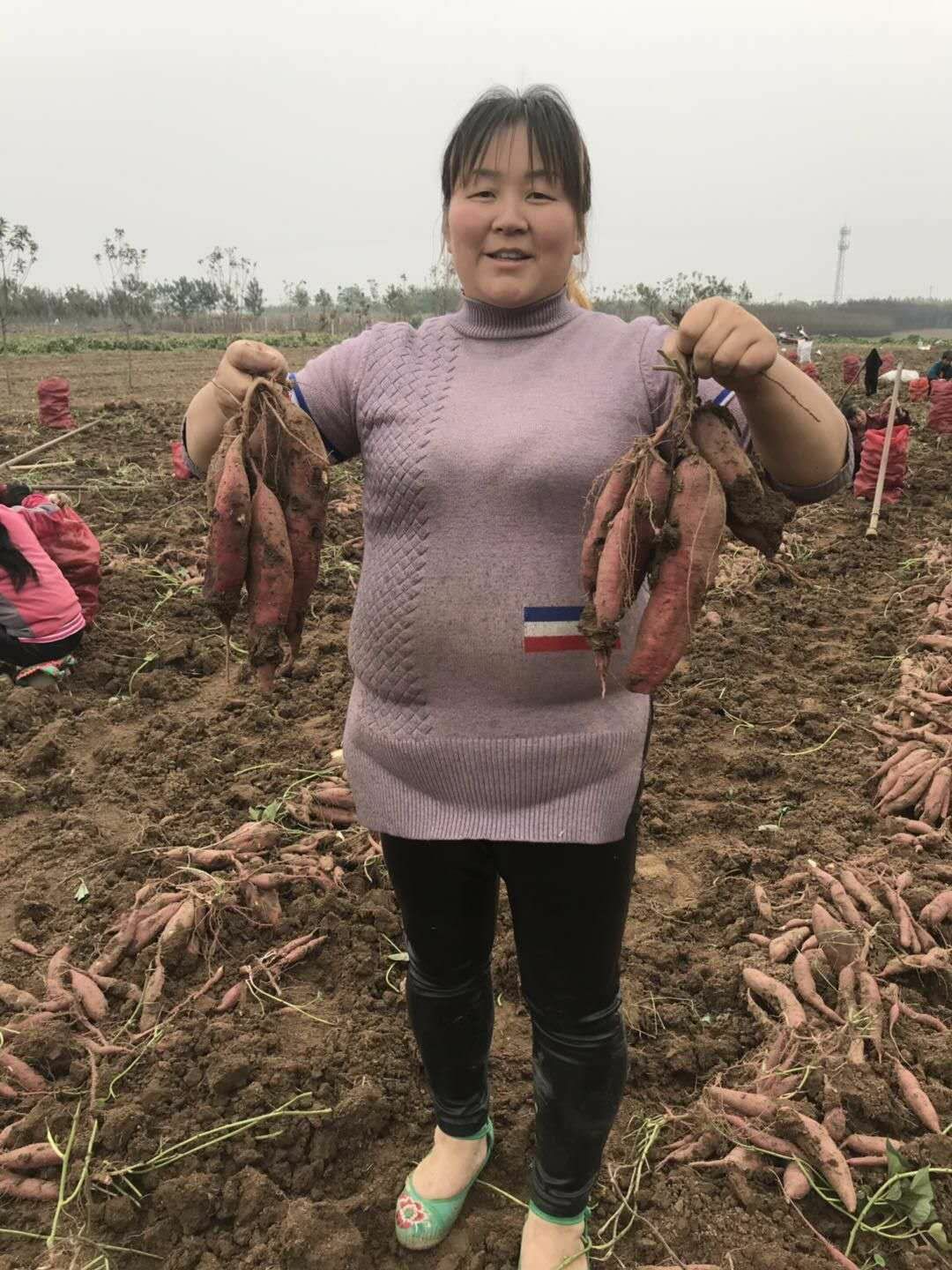 秦薯4号红薯苗 大量出售红薯苗