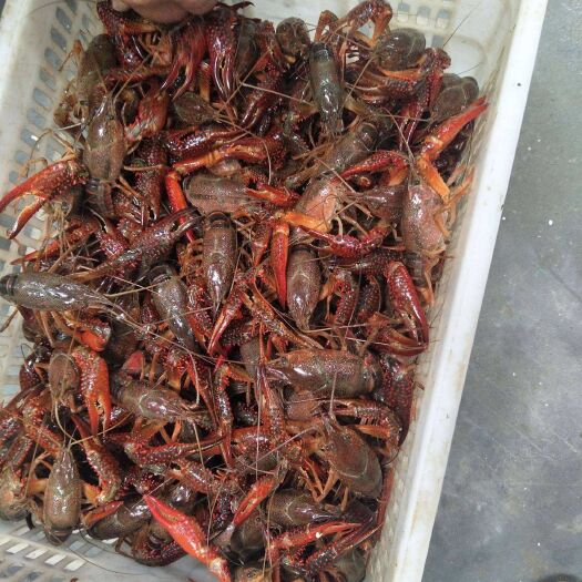 罗山县 高级生态河小龙虾，稻田龙虾，非养殖场养殖，信阳地区送货上门