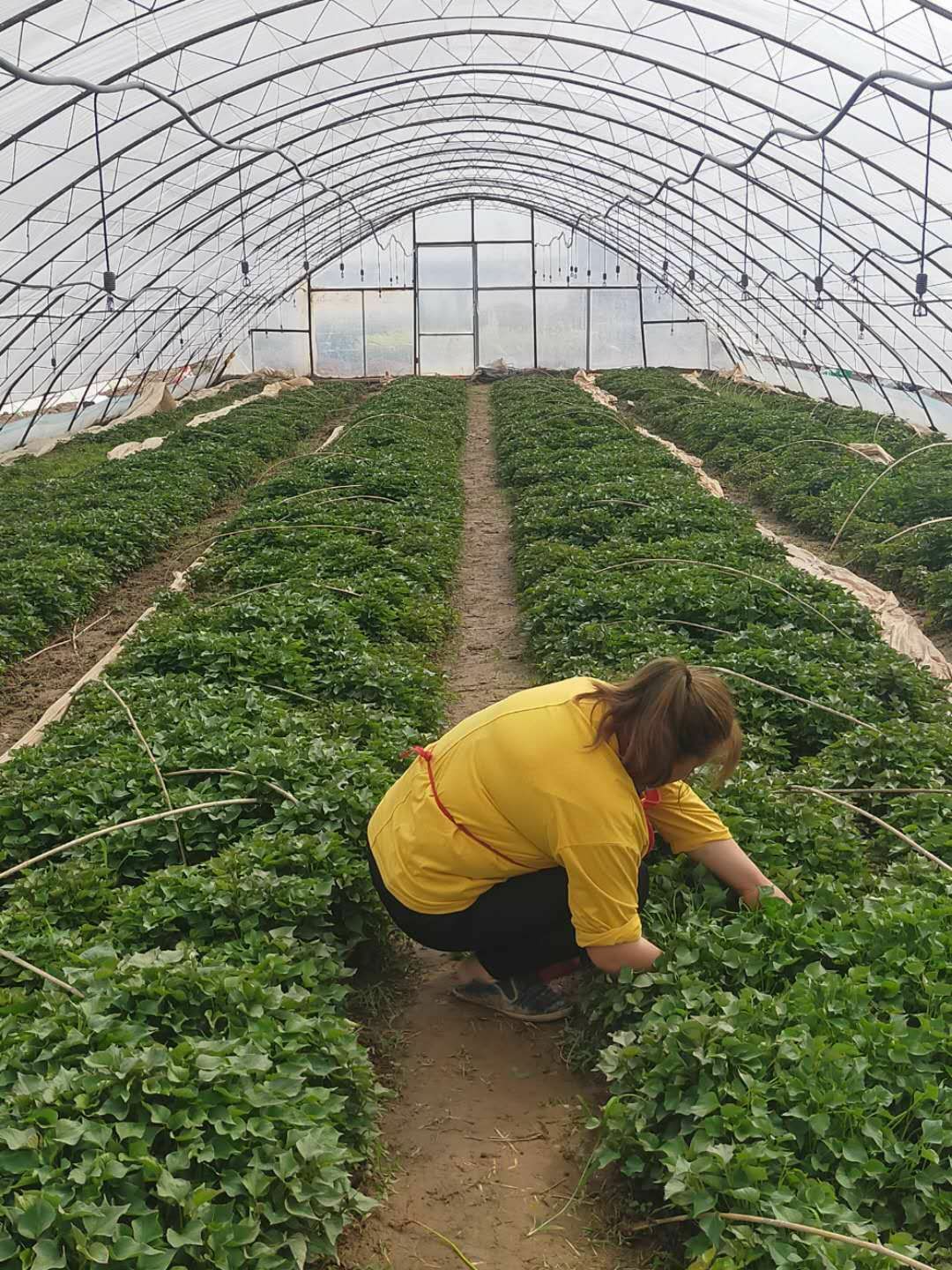 秦薯4号红薯苗 大量出售红薯苗