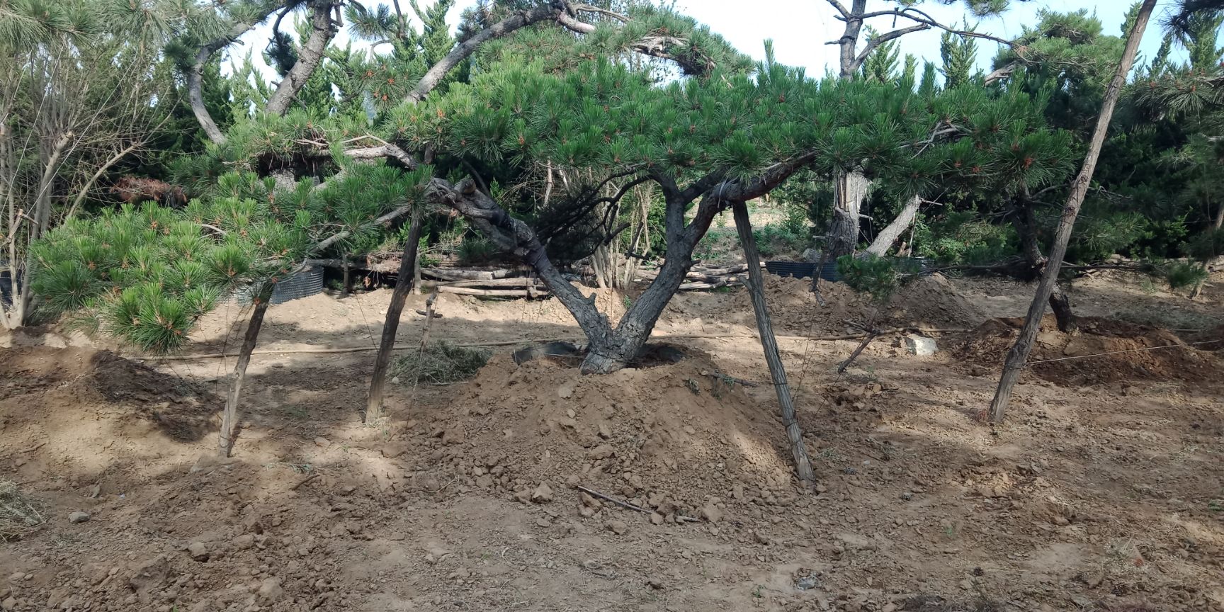 造型黑松 泰山景松造型景观黑松，各种规格，一树一价造型松