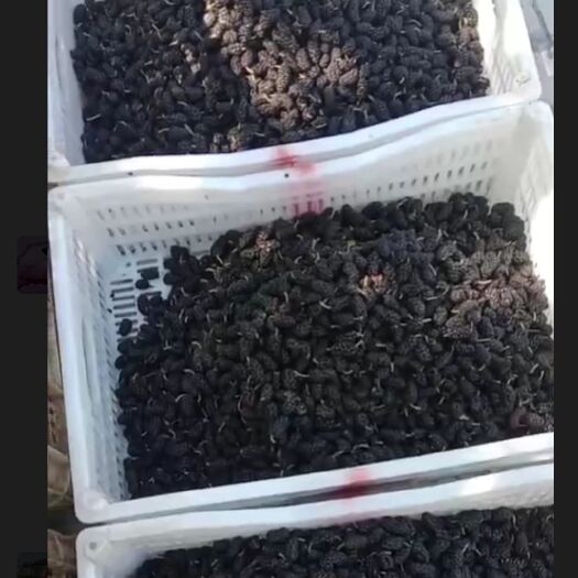 泊头市桑葚干便宜出了