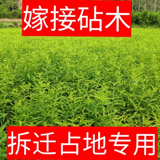 盖州市毛桃苗 1~1.5米