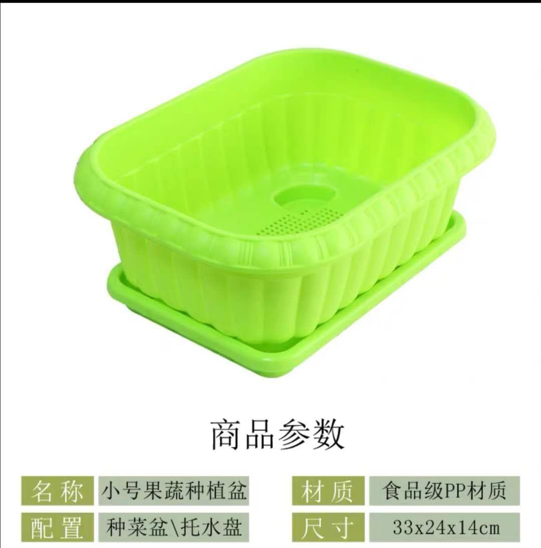 景观盆栽 养心菜盆栽，高钙菜盆栽，包邮到家