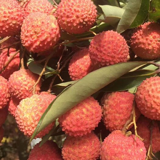广州 大量桂味荔枝六月初上市