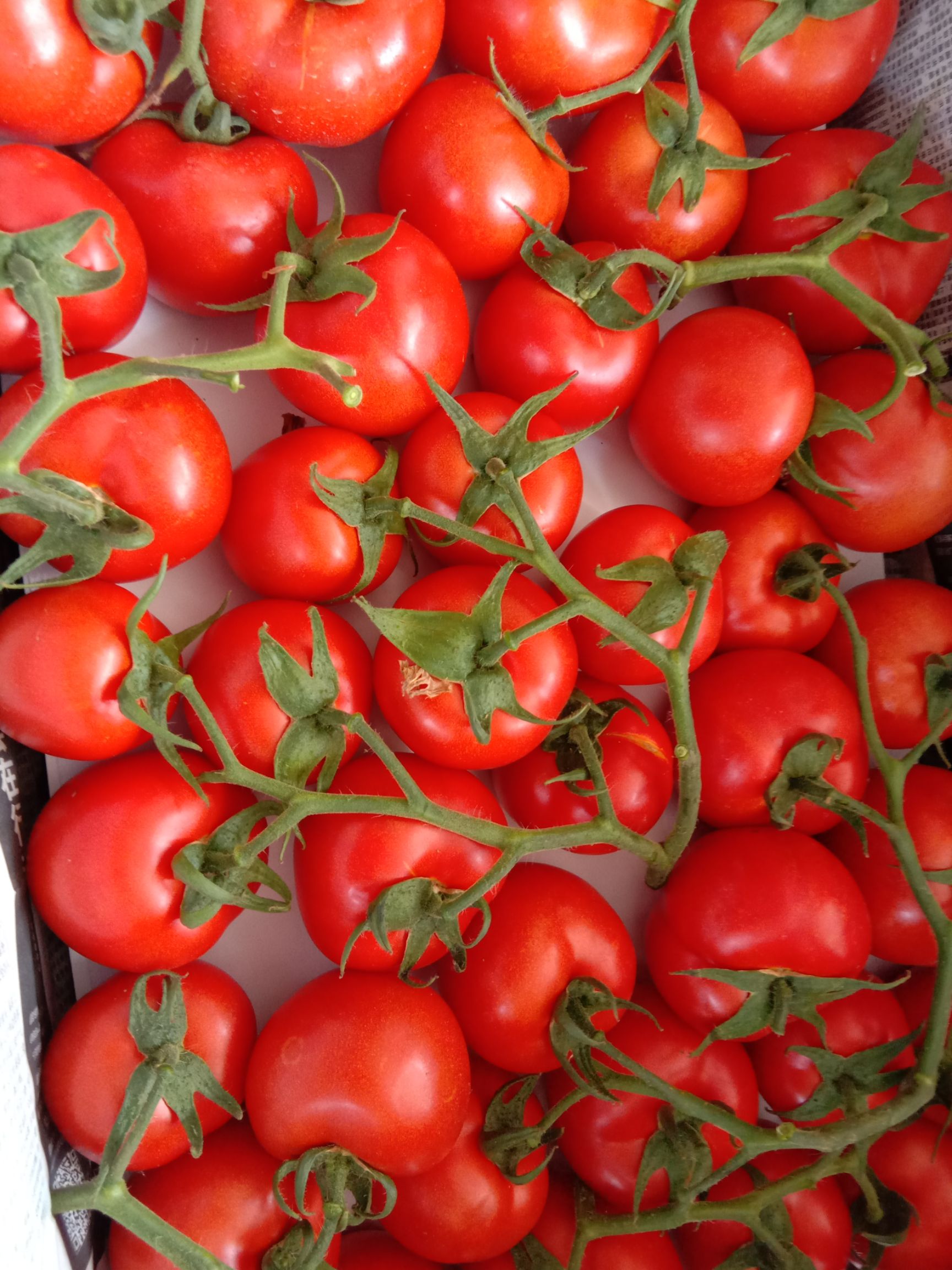 大红西红柿  石头番茄 弧二以上