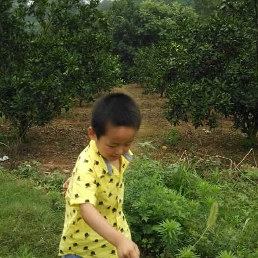 澧县普早蜜桔  普早桔子，南丰桔，橙子，湖南常德澧县，果农直销每年8－10月