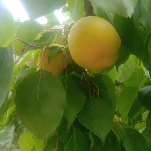 大荔县 陕西省大荔县金寿杏，凯特杏大量上市