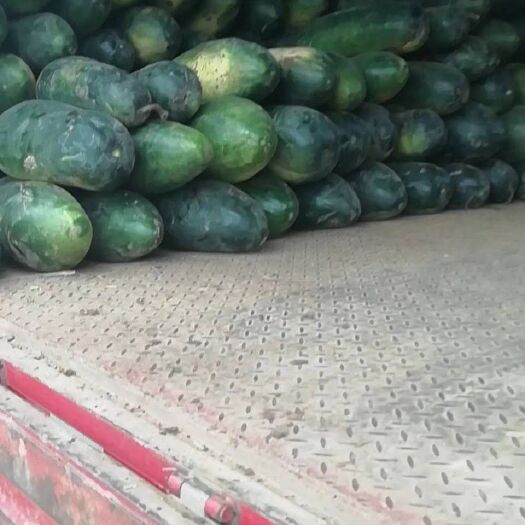 嘉鱼县 黑皮冬瓜