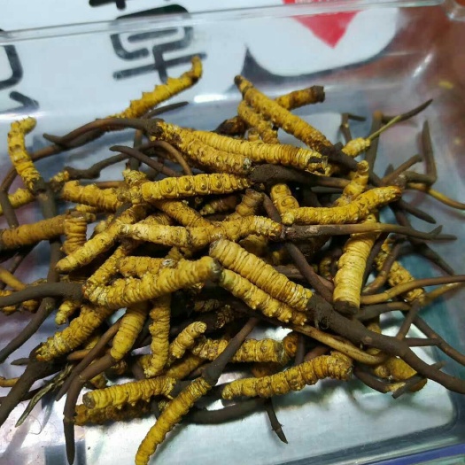 杂多县 今年的新鲜冬虫夏草