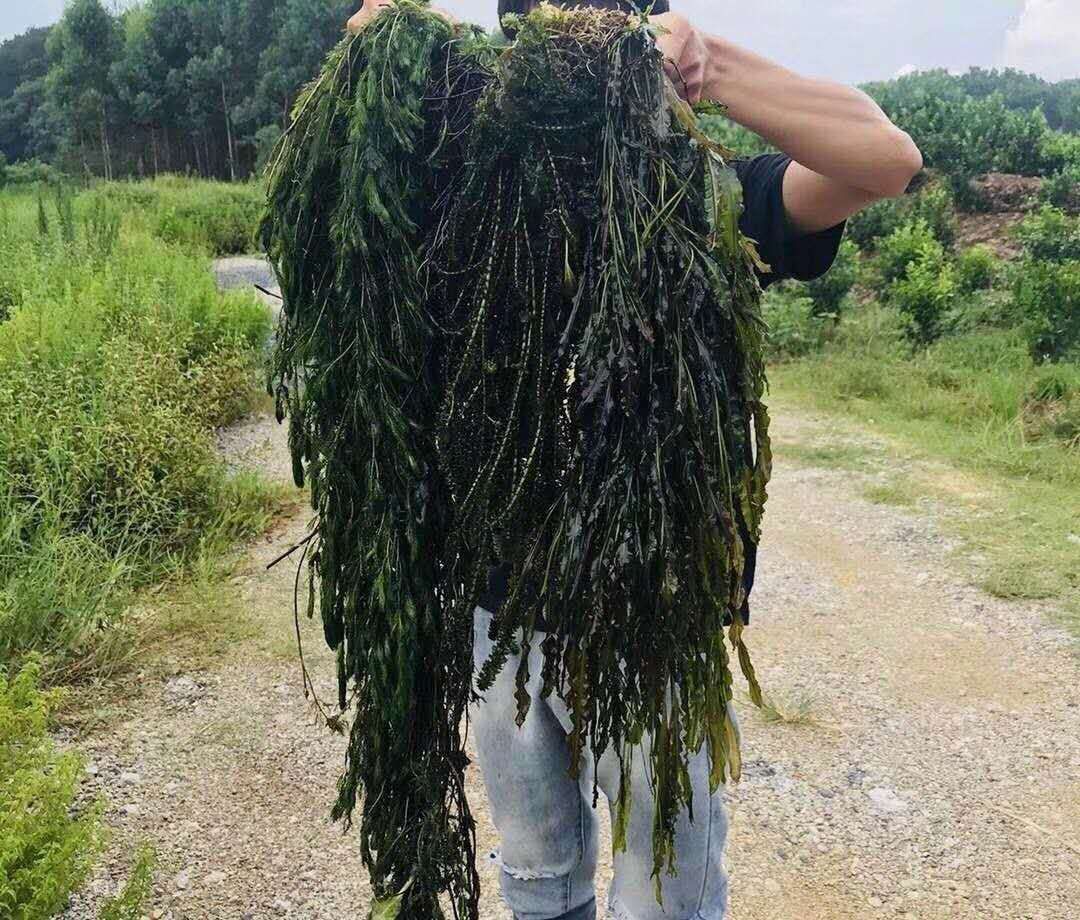 柳州 金鱼藻（小茨藻）各种水生植物大量供应