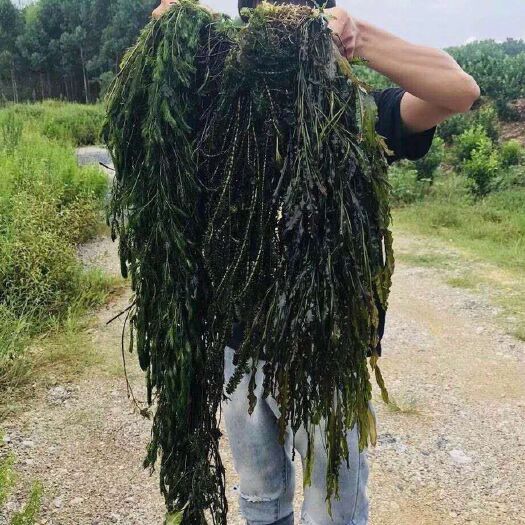 柳州 金鱼藻（小茨藻）各种水生植物大量供应