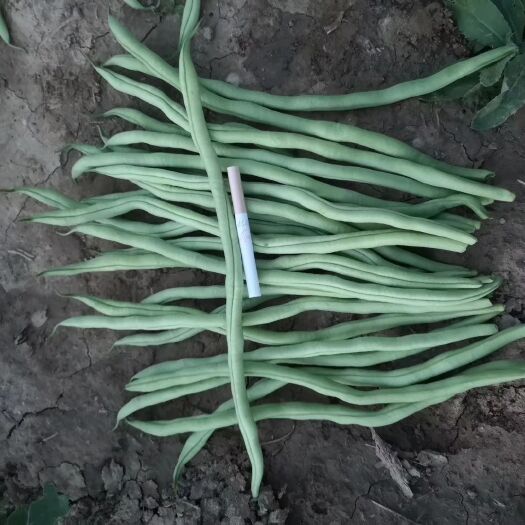 武山县架豆王豆角 架豆王 无筋豆 豆王